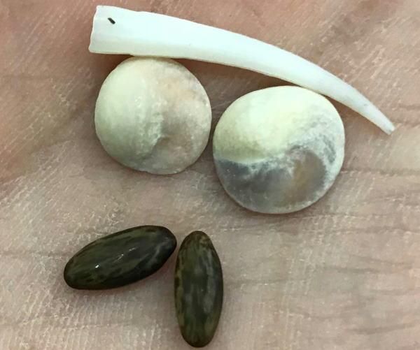 مهر ه های ماربه وارداتی اصلی|کلکسیون اشیاء عتیقه|کرمانشاه, |دیوار