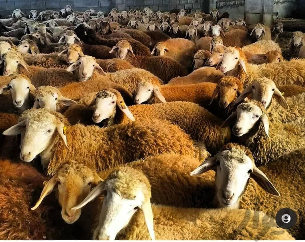 دام زنده گوسفند شهرک -آزادی خلیج فارس شهرک ولیعصر|حیوانات مزرعه|تهران, خلیج فارس|دیوار