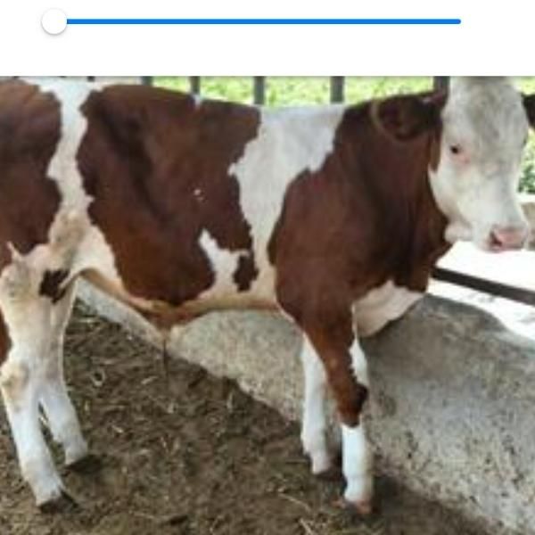 قصاب|خدمات پذیرایی، مراسم|کرمان, |دیوار