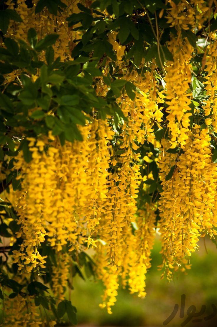 درخت باران طلایی|گل و گیاه طبیعی|بجنورد, |دیوار