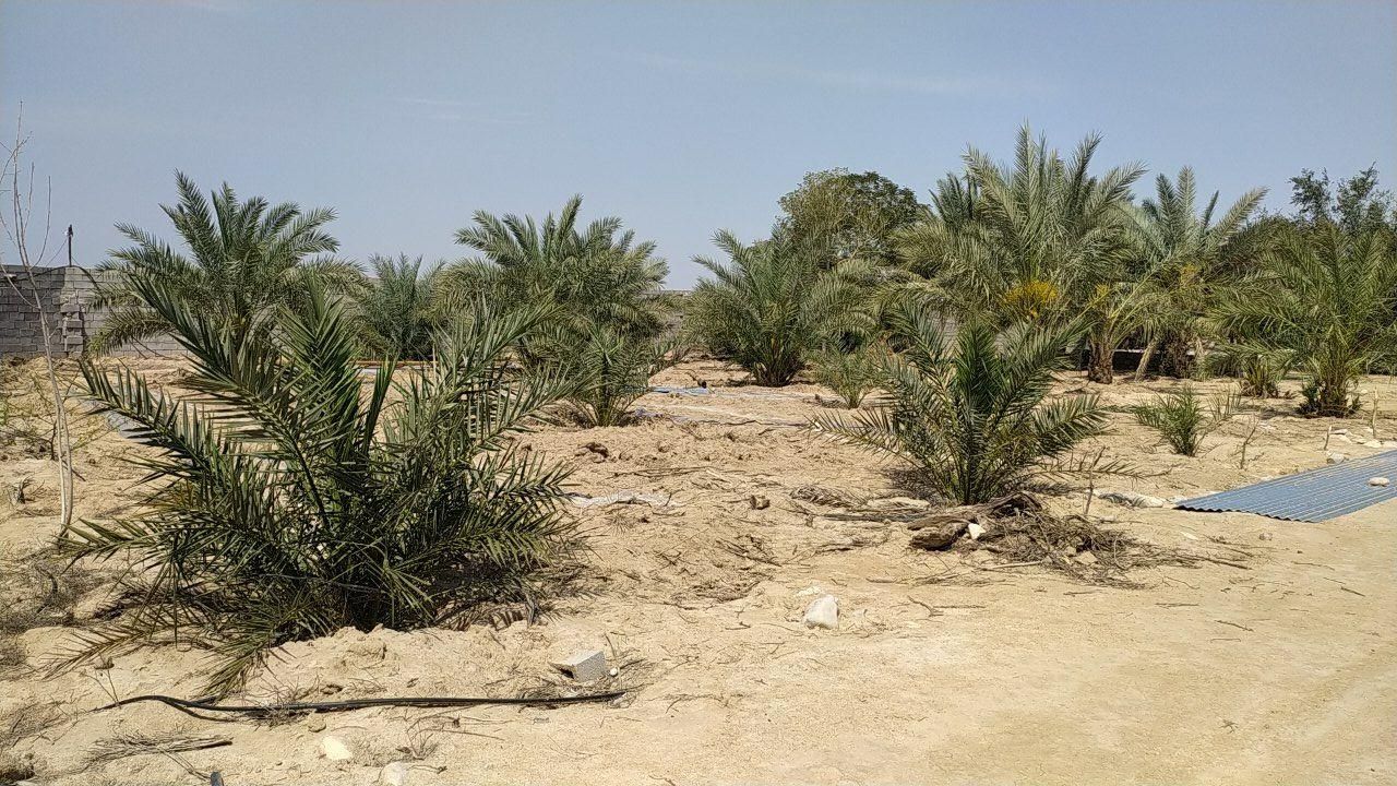 فروش ۲۴ هکتار زمین ابی در ملاثانی روستای صلیعه|فروش دفتر صنعتی، کشاورزی، تجاری|اهواز, زرگان|دیوار