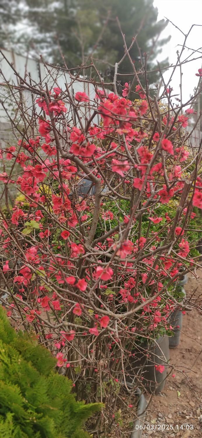 فروش اقساطی گل و گیاه|گل و گیاه طبیعی|کرمان, |دیوار