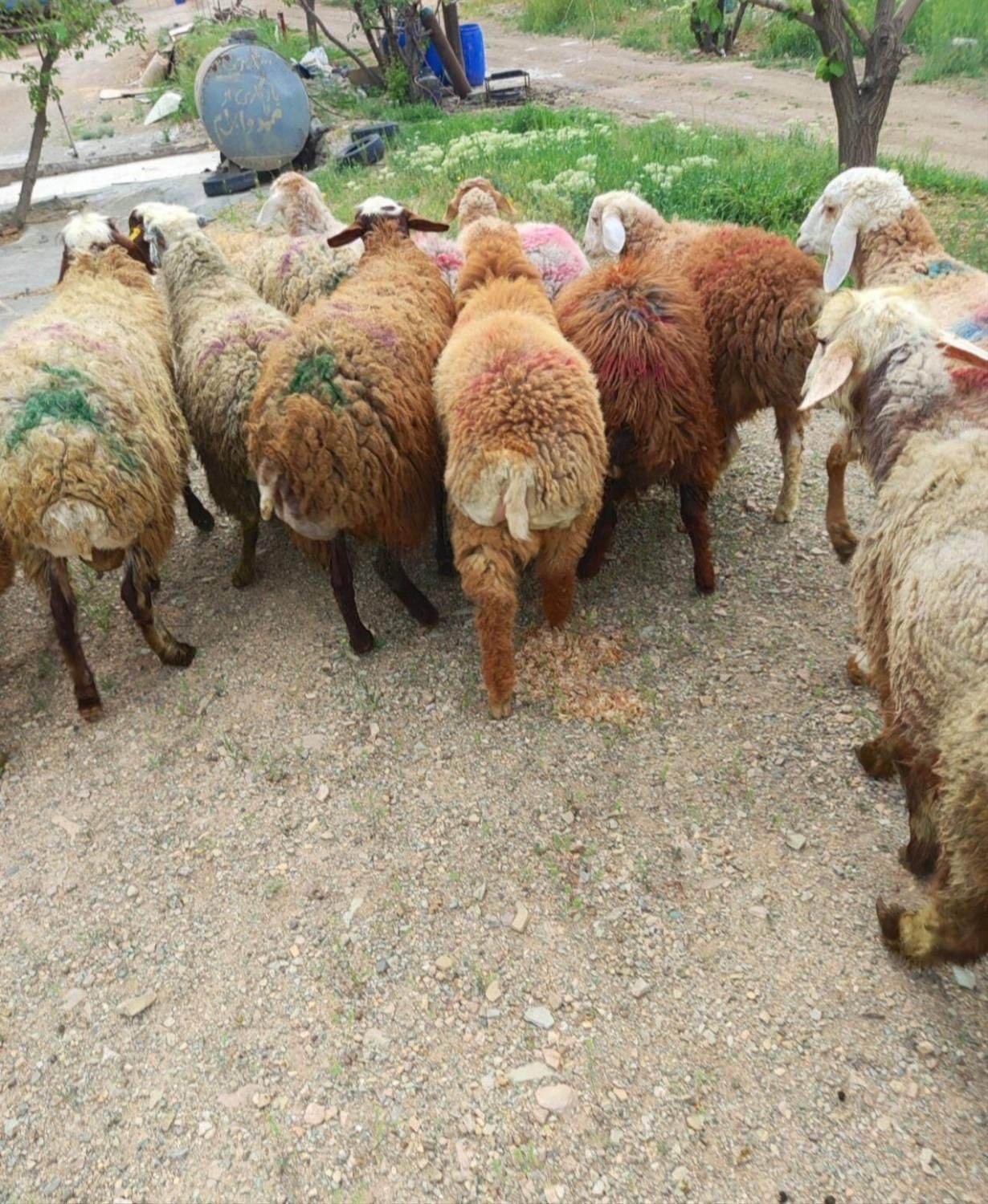 دام زنده در البرز ارسال با قصاب دهقان|حیوانات مزرعه|کرج, عظیمیه|دیوار