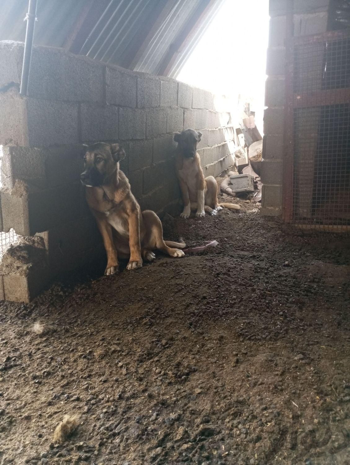پژدر عراقی|سگ|نکا, |دیوار