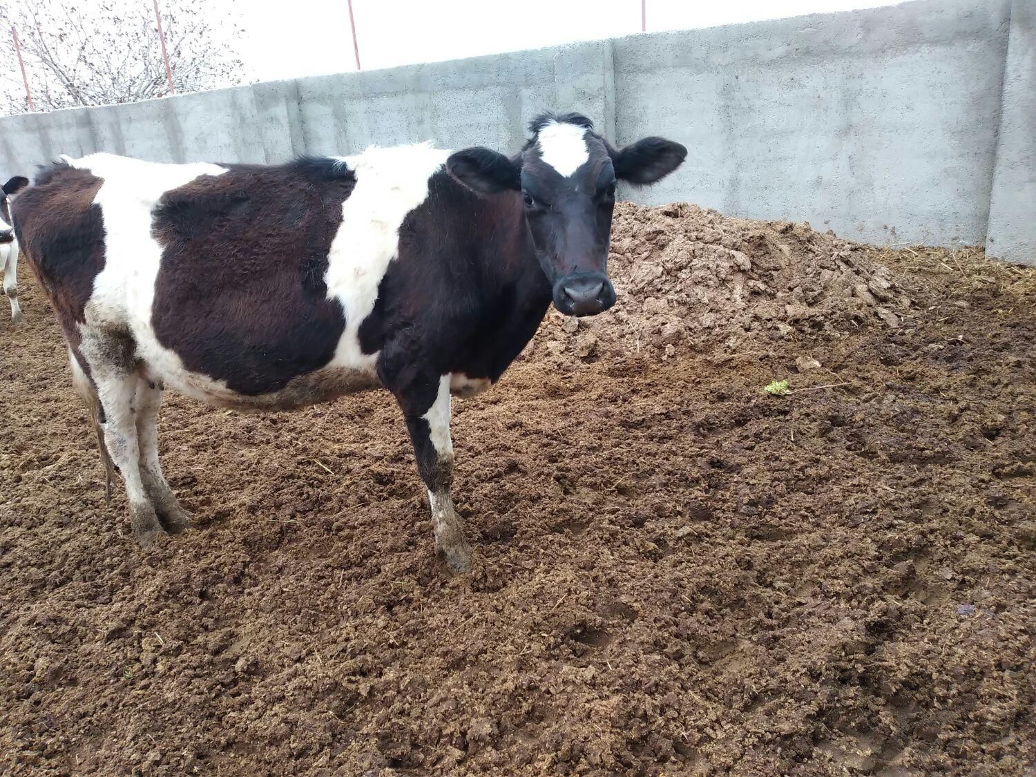 دو راس گاو شیری فروشی زیرکوه|حیوانات مزرعه|قاسم‌آباد (خواف), |دیوار