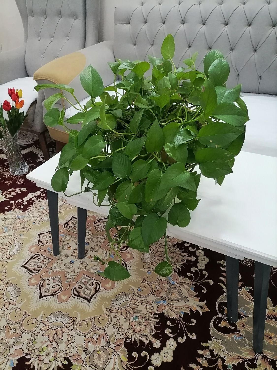 گل پتوس|گل و گیاه طبیعی|گلبهار, |دیوار