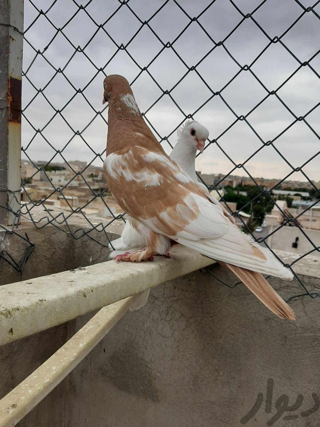 کبوتر تهرانی بلند|پرنده|قم, گلزار|دیوار