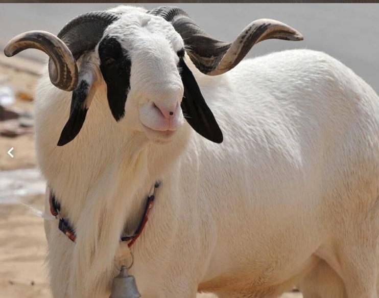 گوسفند زنده|حیوانات مزرعه|تهران, سازمان برنامه شمالی|دیوار