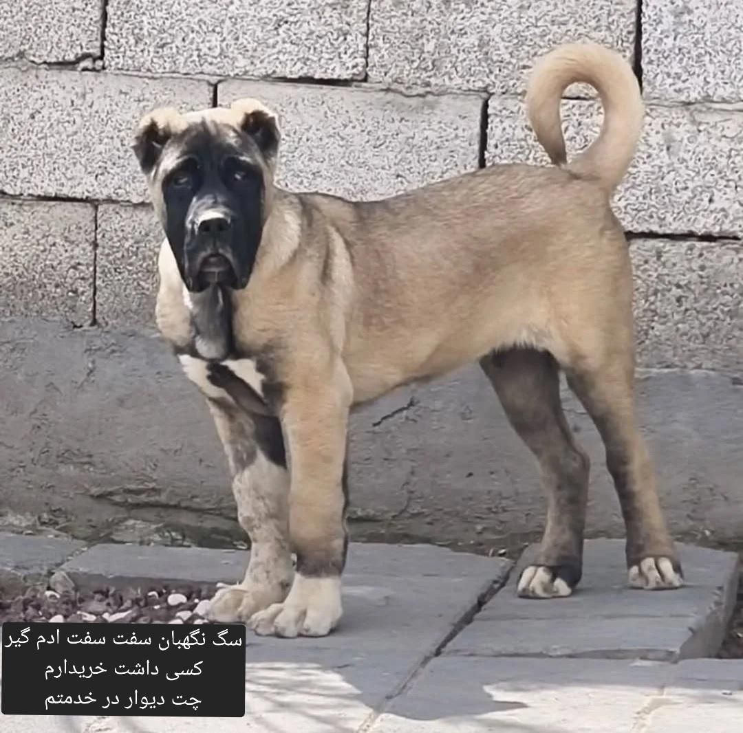 سگ نگهبان|سگ|سراوان, |دیوار