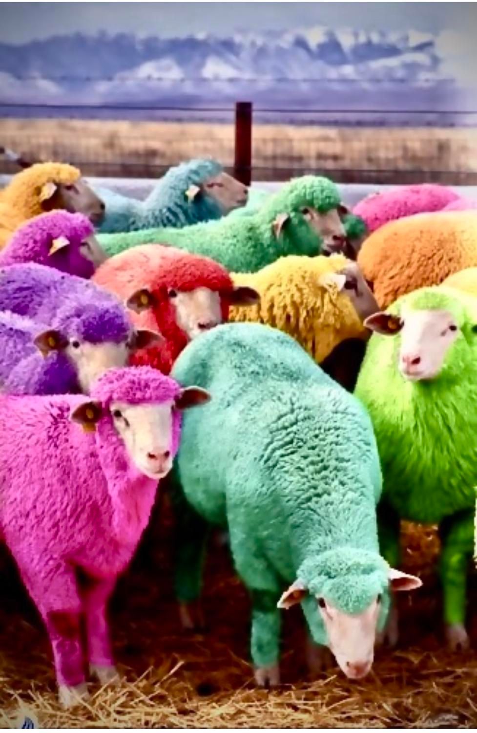 گوسفند فروشی به همراه قصاب و باسکول|حیوانات مزرعه|تهران, کن|دیوار