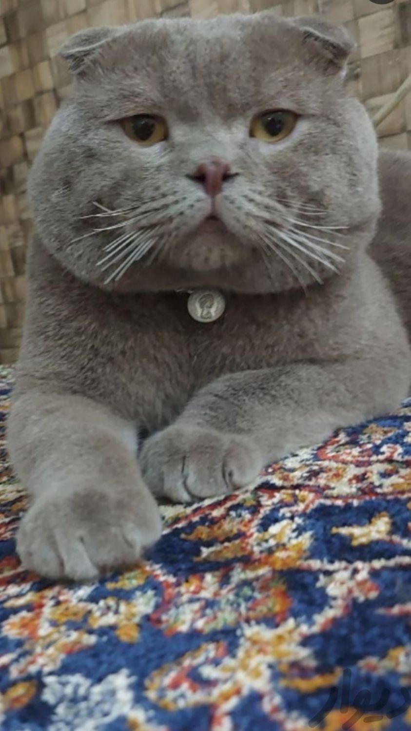 توله گربه اسکاتیش دبل فولدنر|گربه|تهران, اکباتان|دیوار