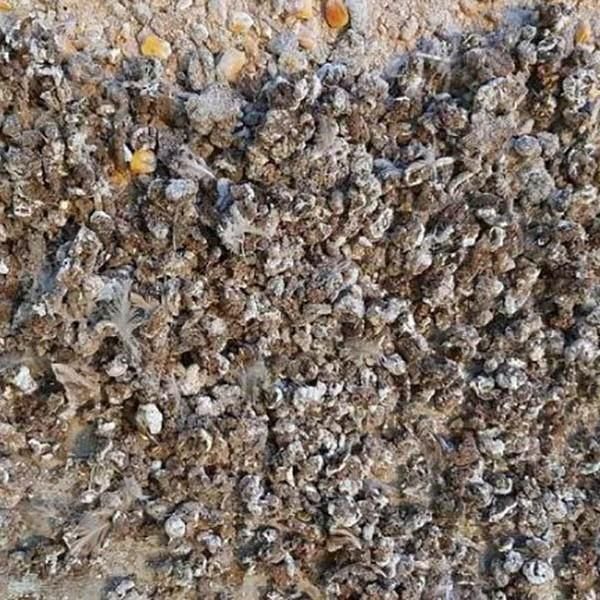 کودمرغ وبلدرچین|خدمات باغبانی و درختکاری|سبزوار, |دیوار