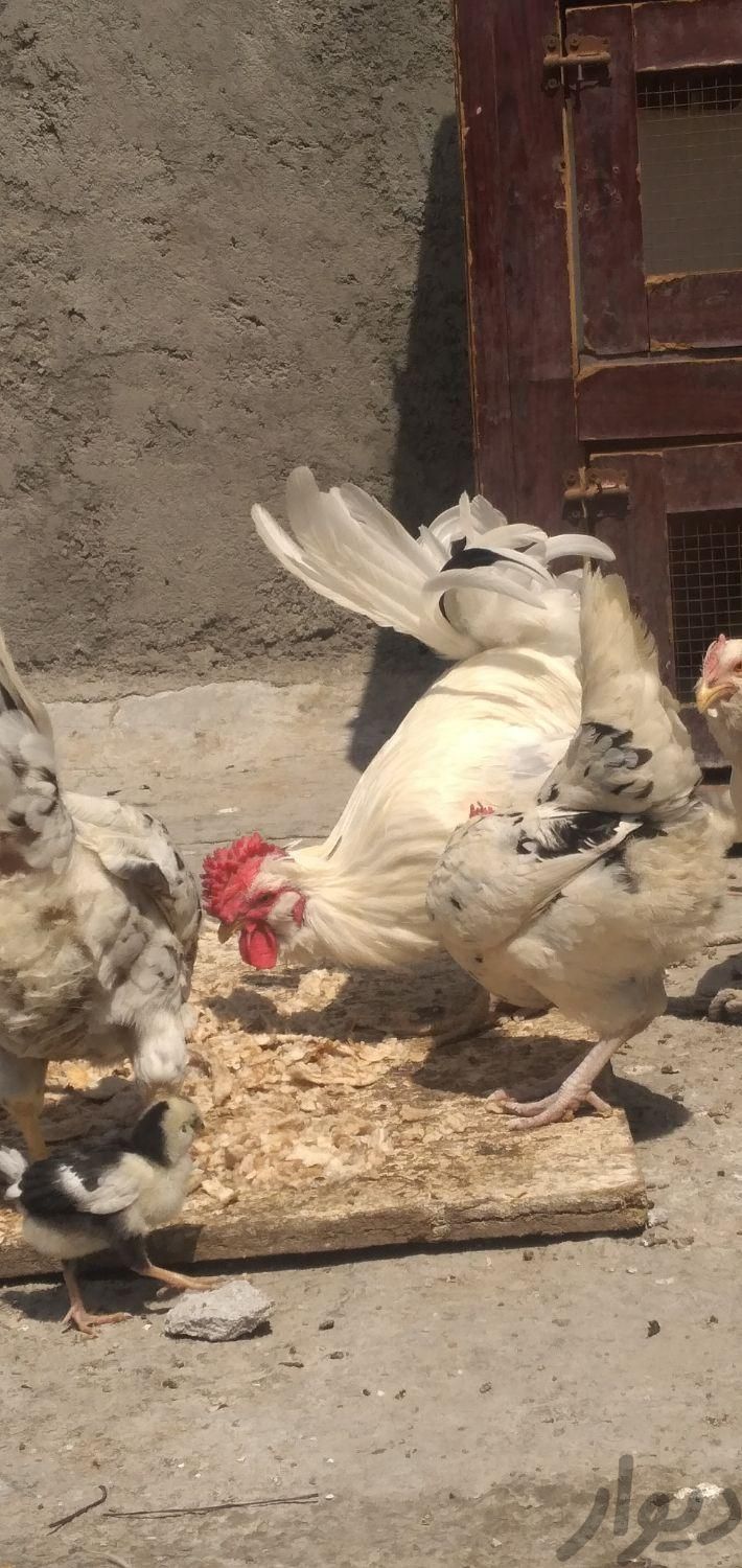 مرغ خروس جوجه|حیوانات مزرعه|اهواز, کوی فرهنگیان|دیوار