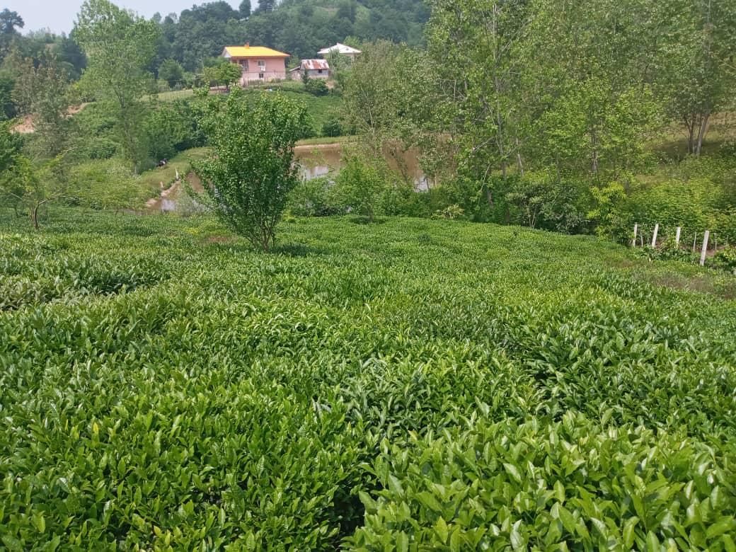 زمین / مسکونی / ویلایی / ۱۴۳۰ متری / چماچاه|فروش زمین و ملک کلنگی|رشت, منظریه|دیوار