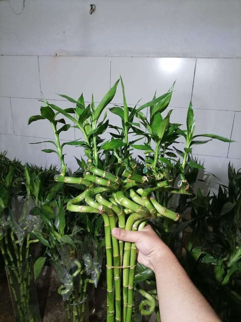 گل بامبو تایلندی جوانه ای ۱۱۰سانتی ضخیم تضمینی|گل و گیاه طبیعی|تهران, مسعودیه|دیوار