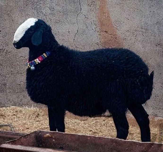 ثبت سفارش گوسفند زنده تحویل در محل سرساعت|حیوانات مزرعه|کرج, مهرویلا جنوبی|دیوار