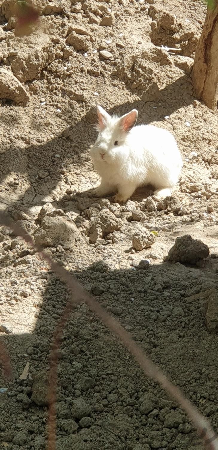 خرگوش لوپ سفید|موش و خرگوش|صفادشت, |دیوار