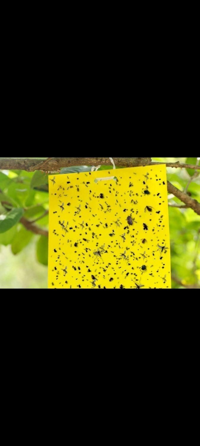 کارت زرد / بر چسب زرد حشرات|عمده‌فروشی|تهران, جی|دیوار