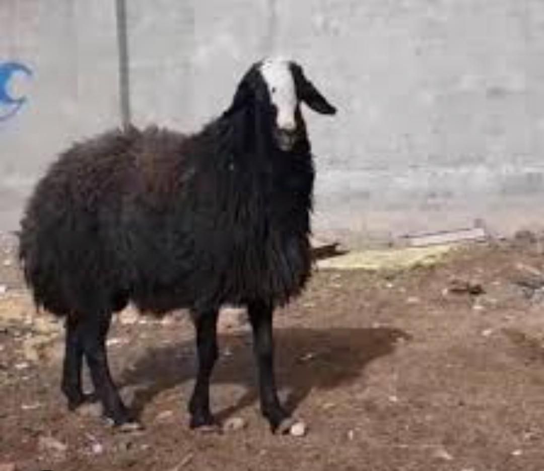 (سلاخ قصاب سیار )گوساله و گوسفند درکل تهران|خدمات پیشه و مهارت|تهران, خانیآباد|دیوار