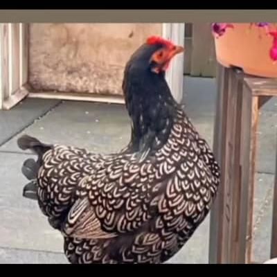 مرغ و خروس ایام سمانی|حیوانات مزرعه|محلات, |دیوار