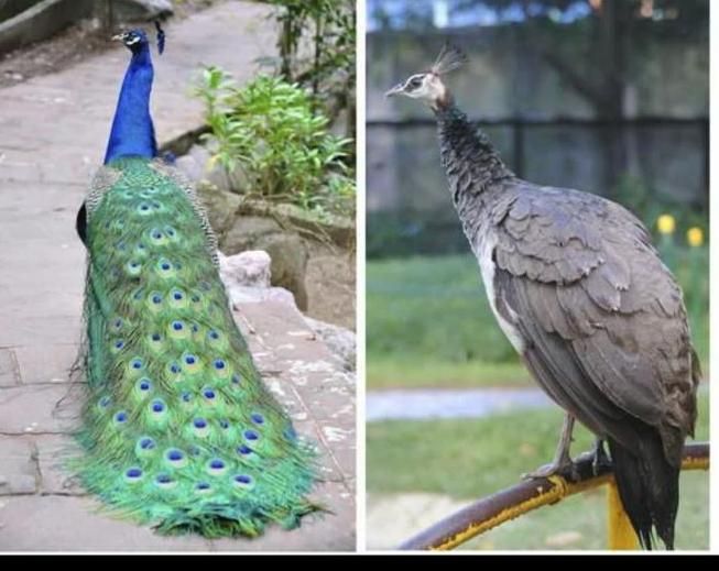 خرید و فروش طاووس و پرندگان زینتی|پرنده|اصفهان, رهنان|دیوار