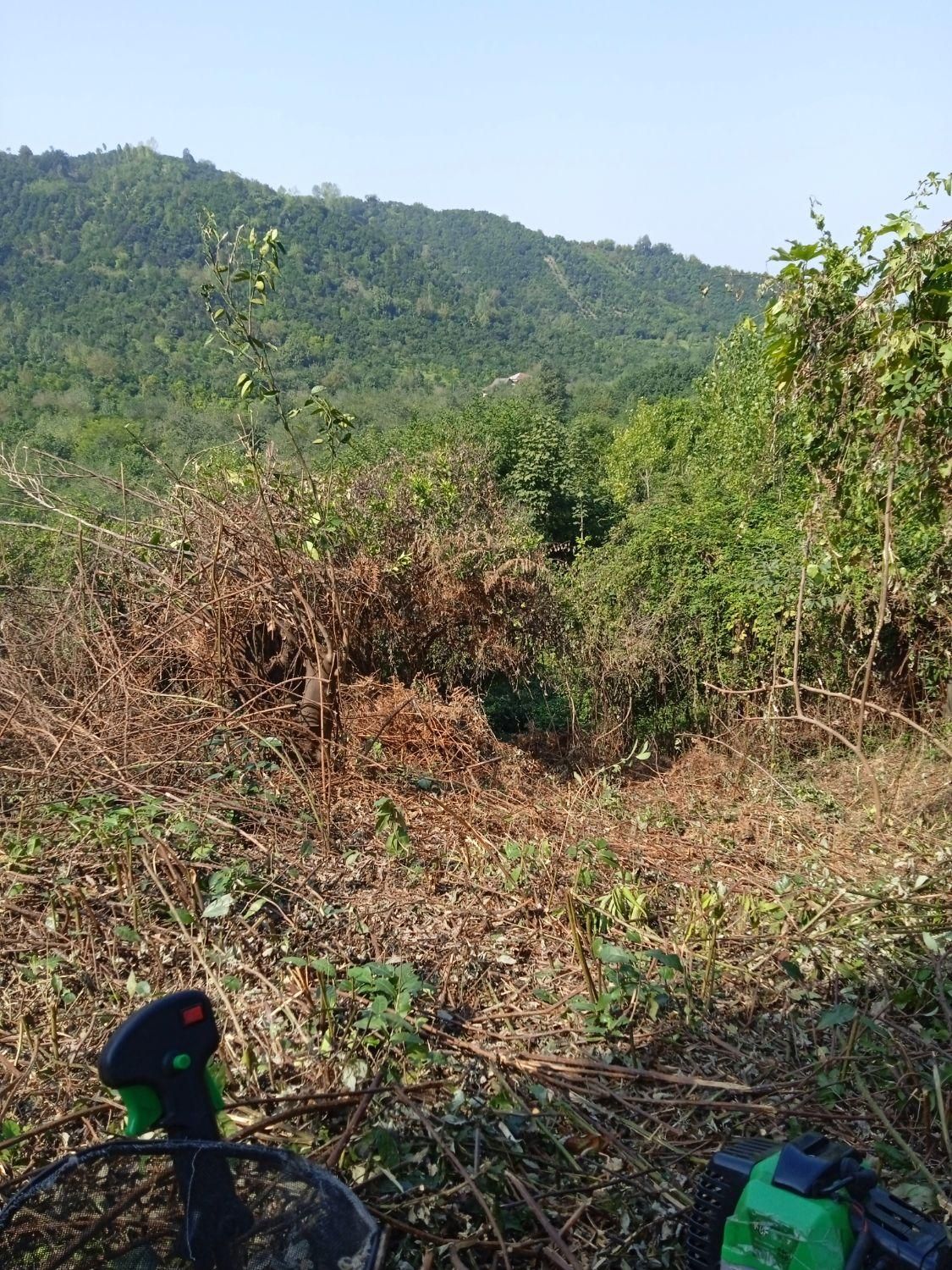 هرس زمین و باغ با دستگاه|خدمات باغبانی و درختکاری|رودسر, |دیوار