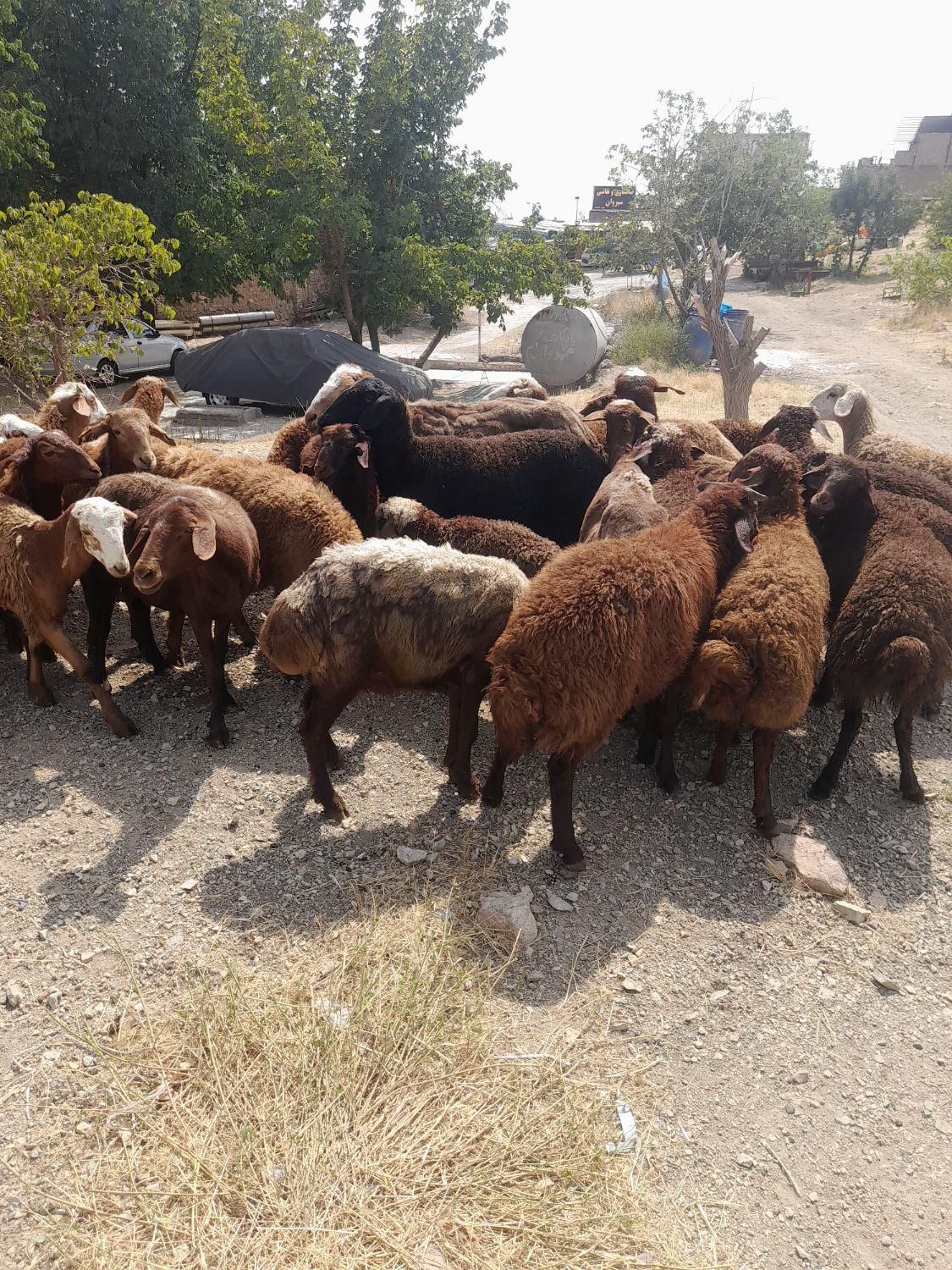فروش گوسفند زنده عرضه ازکشتارگاه شبانروز|حیوانات مزرعه|تهران, زعفرانیه|دیوار