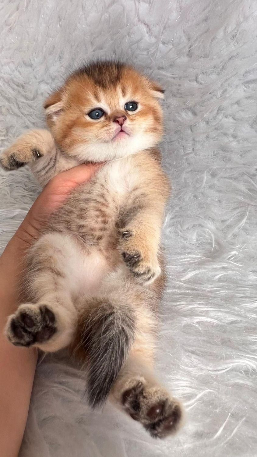 گربه های گلد اشرافی ( مجموعه تخصصی گلد iran cats (|گربه|اهواز, گلستان|دیوار