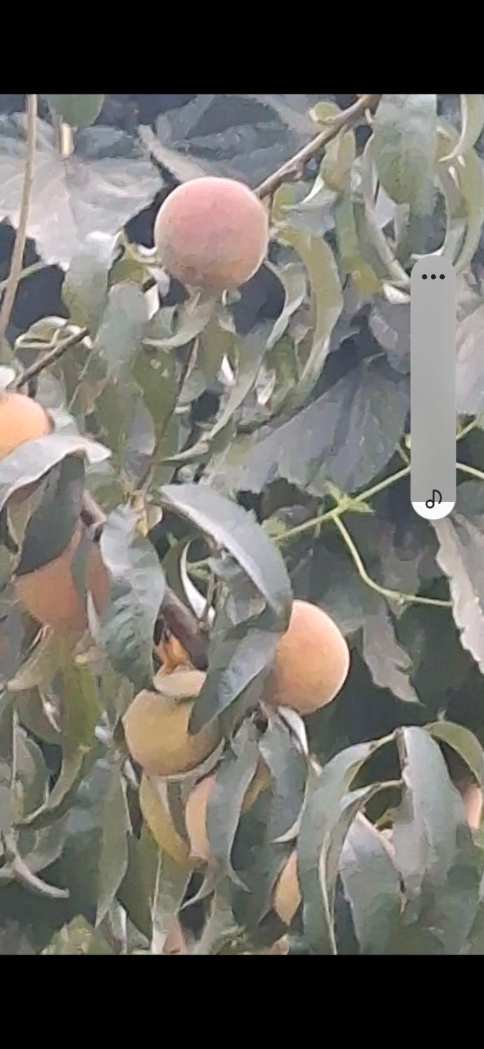فروش ۸۵۰ متری در شهید رجایی|فروش دفتر صنعتی، کشاورزی، تجاری|تهران, شهید رجایی|دیوار