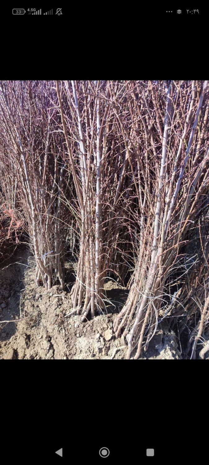 نهال ۴ساله میوه گردو وخانواده بری|خدمات باغبانی و درختکاری|تویسرکان, |دیوار