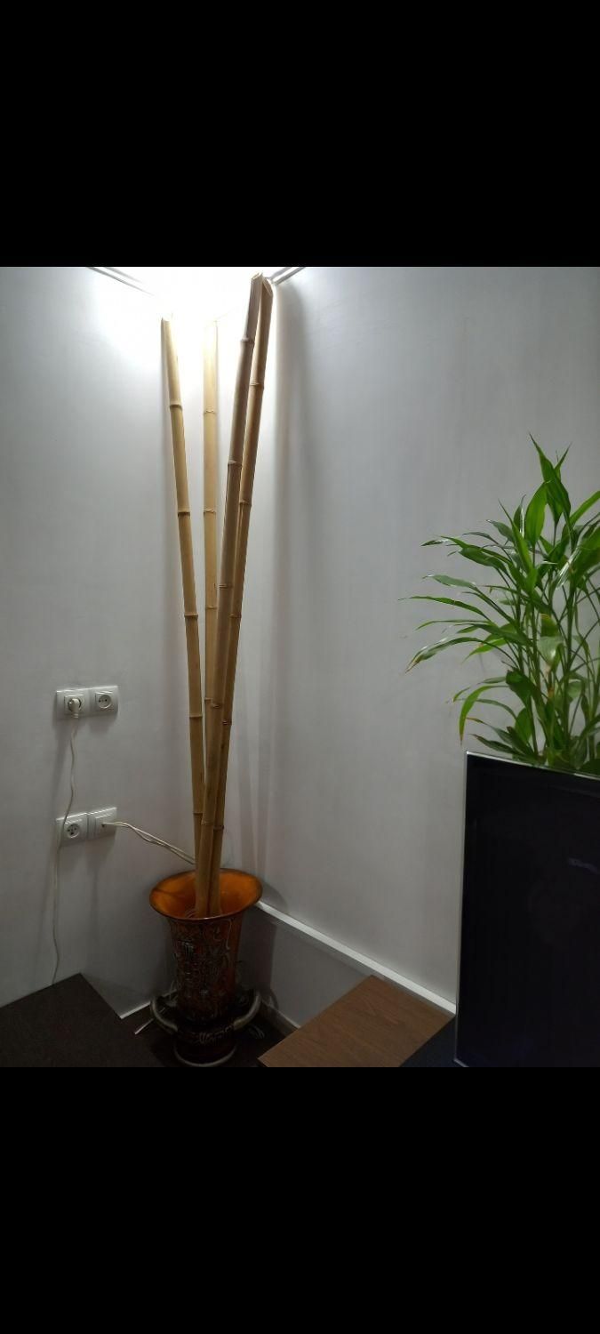 نی بامبو|گل و گیاه طبیعی|اهواز, بهارستان|دیوار