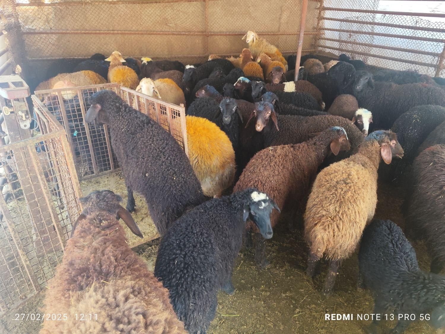 گوسفند زنده.به تمام نقاط تهران...|حیوانات مزرعه|تهران, جیحون|دیوار