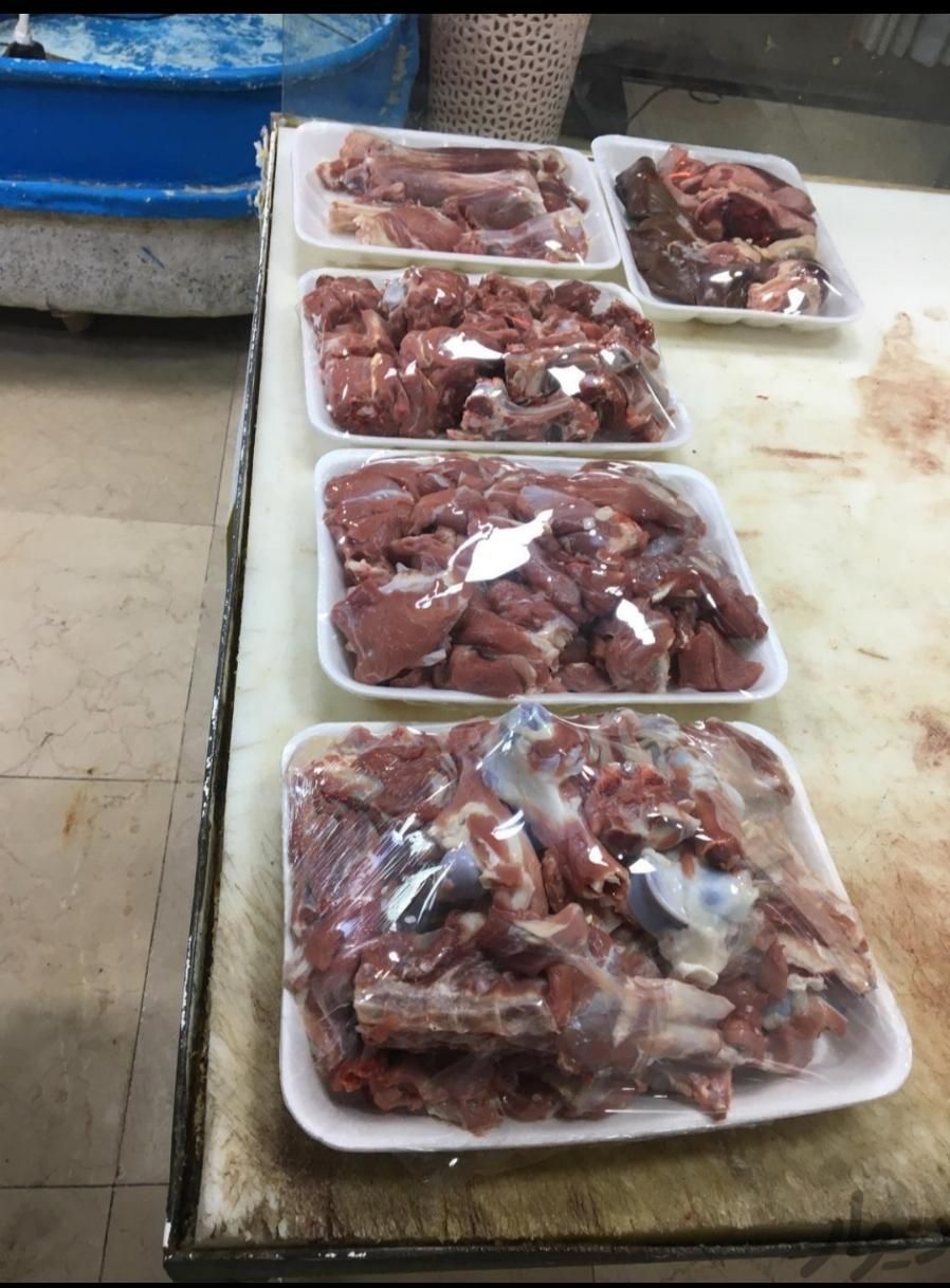 گوسفند زنده بره طلایی|حیوانات مزرعه|ملارد, |دیوار