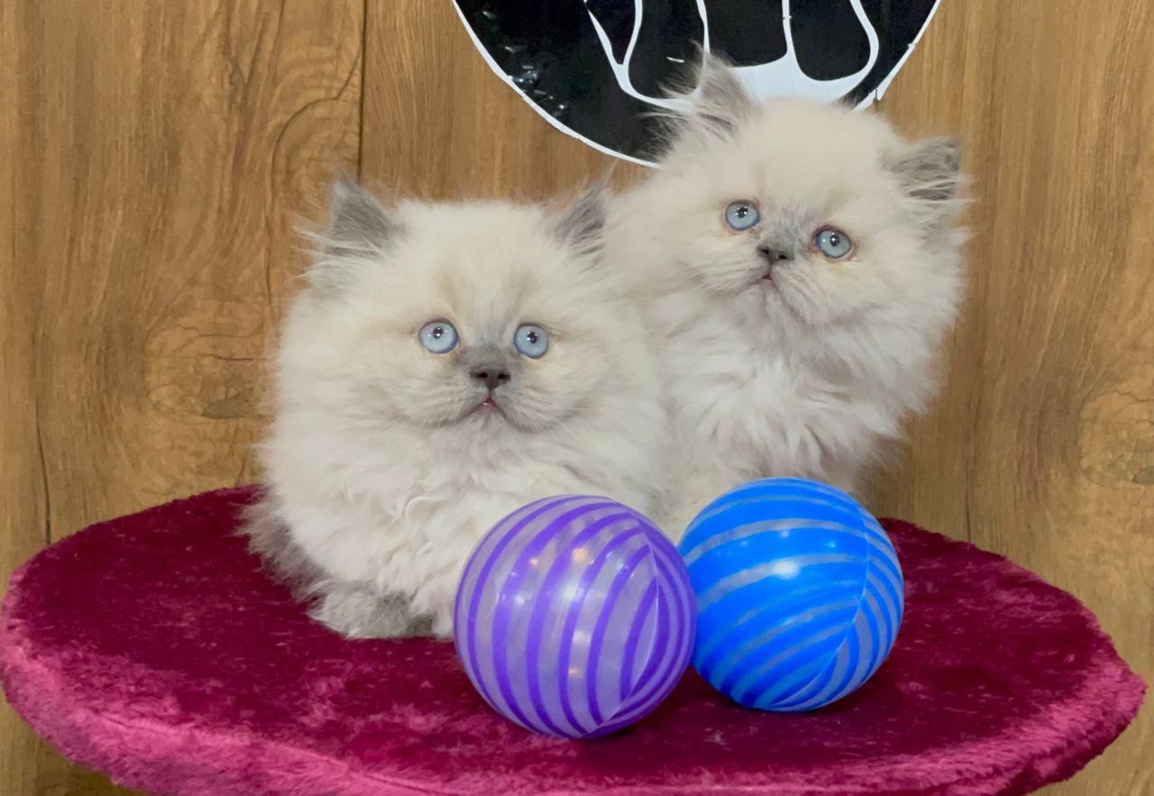 بچه گربه های نژاد دار و زیبا|گربه|بندر انزلی, چهارفریضه|دیوار