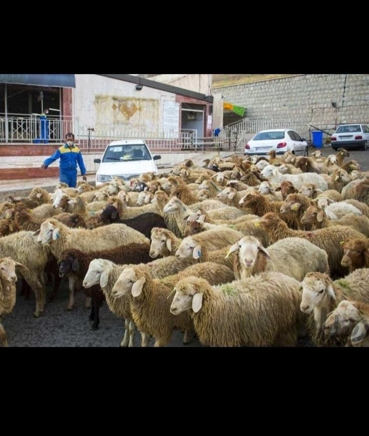 گوسفند تحت نظارت دامپزشکی و کشتارگاه زنده قپان|حیوانات مزرعه|کرج, مصباح|دیوار