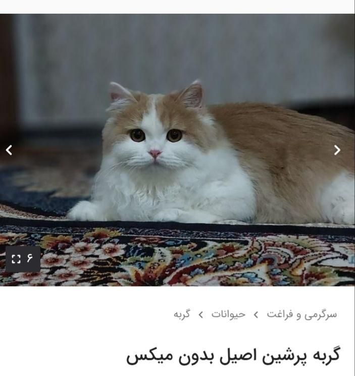 گربه پرشین اصیل بدون میکس|گربه|خلخال, |دیوار