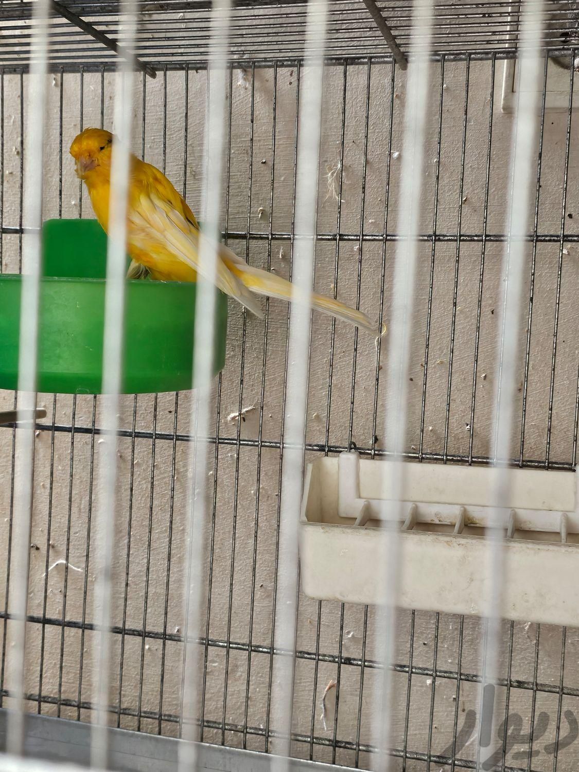 یک جفت قناری رسمی|پرنده|تهران, قلهک|دیوار