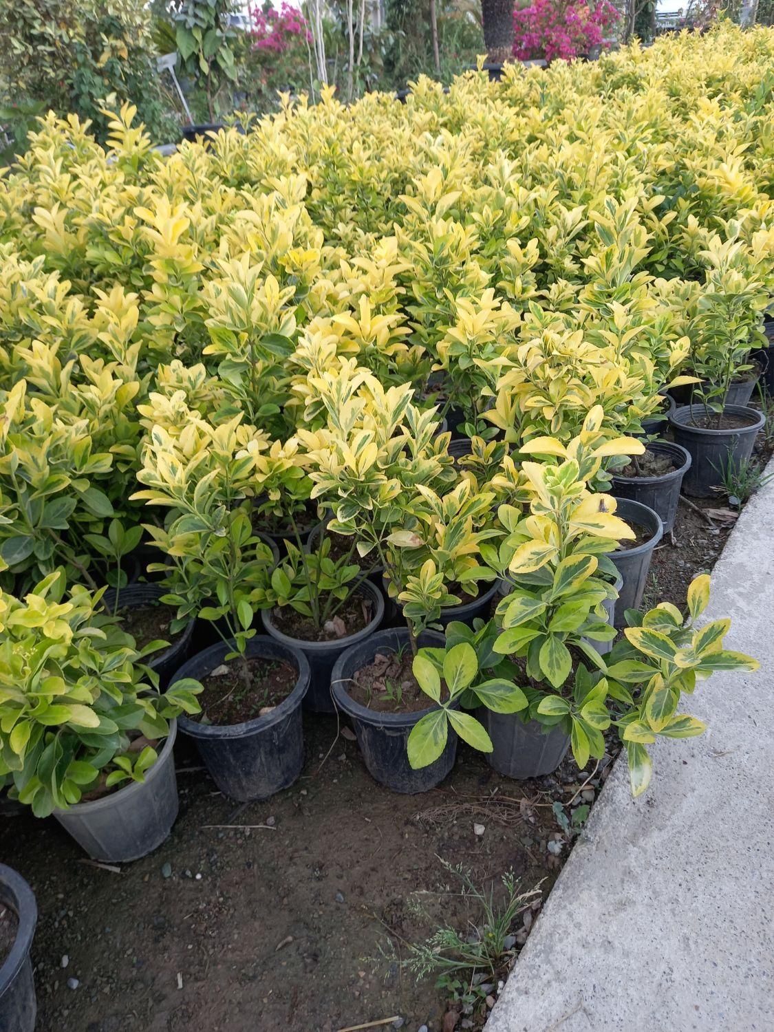 باغبانی و ایجاد فضای سبز|خدمات باغبانی و درختکاری|ورامین, |دیوار