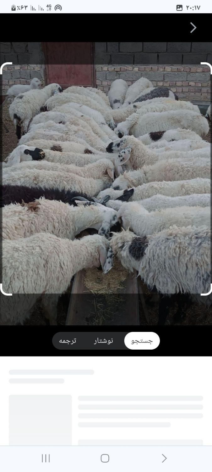 گوسفند  زنده  کردستانی در غرب تهران|حیوانات مزرعه|تهران, جنت‌آباد جنوبی|دیوار