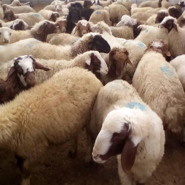 گوسفند بره نر جوان پروار گوشتی|حیوانات مزرعه|تهران, فلاح|دیوار