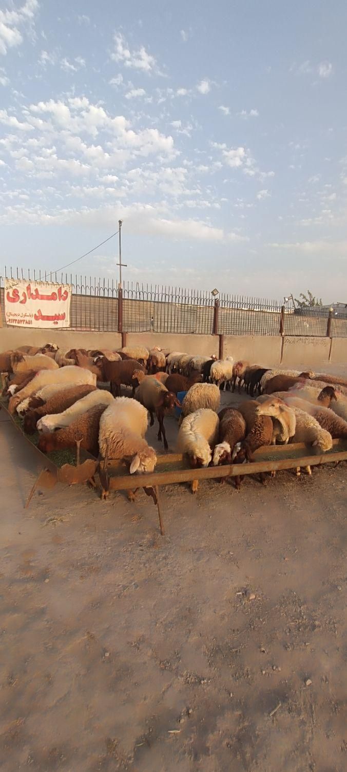 گوسفند زنده سید|حیوانات مزرعه|باقرشهر, |دیوار