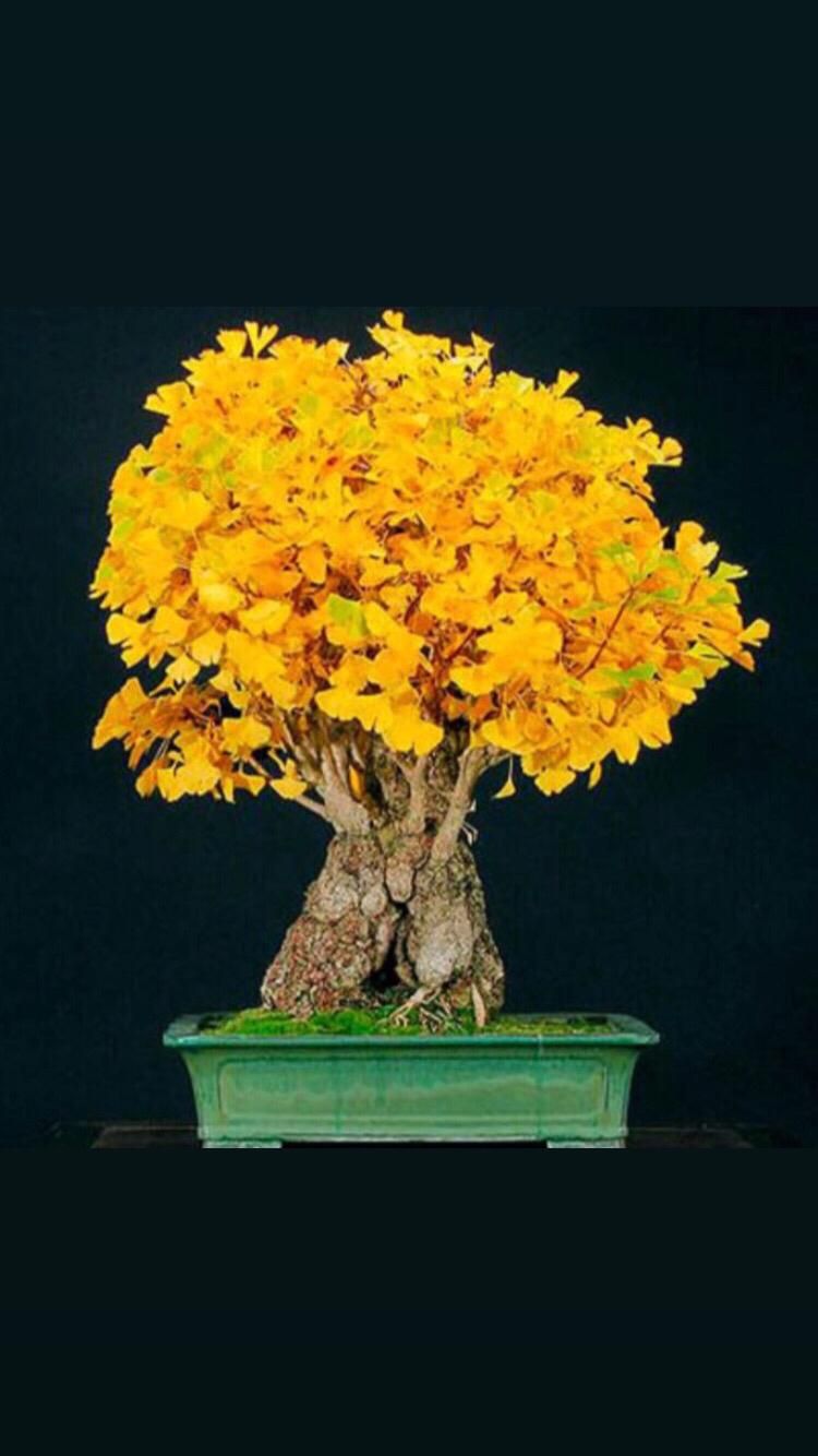 نهال ژینگو/جینکو|خدمات باغبانی و درختکاری|رشت, کوی حسینی|دیوار