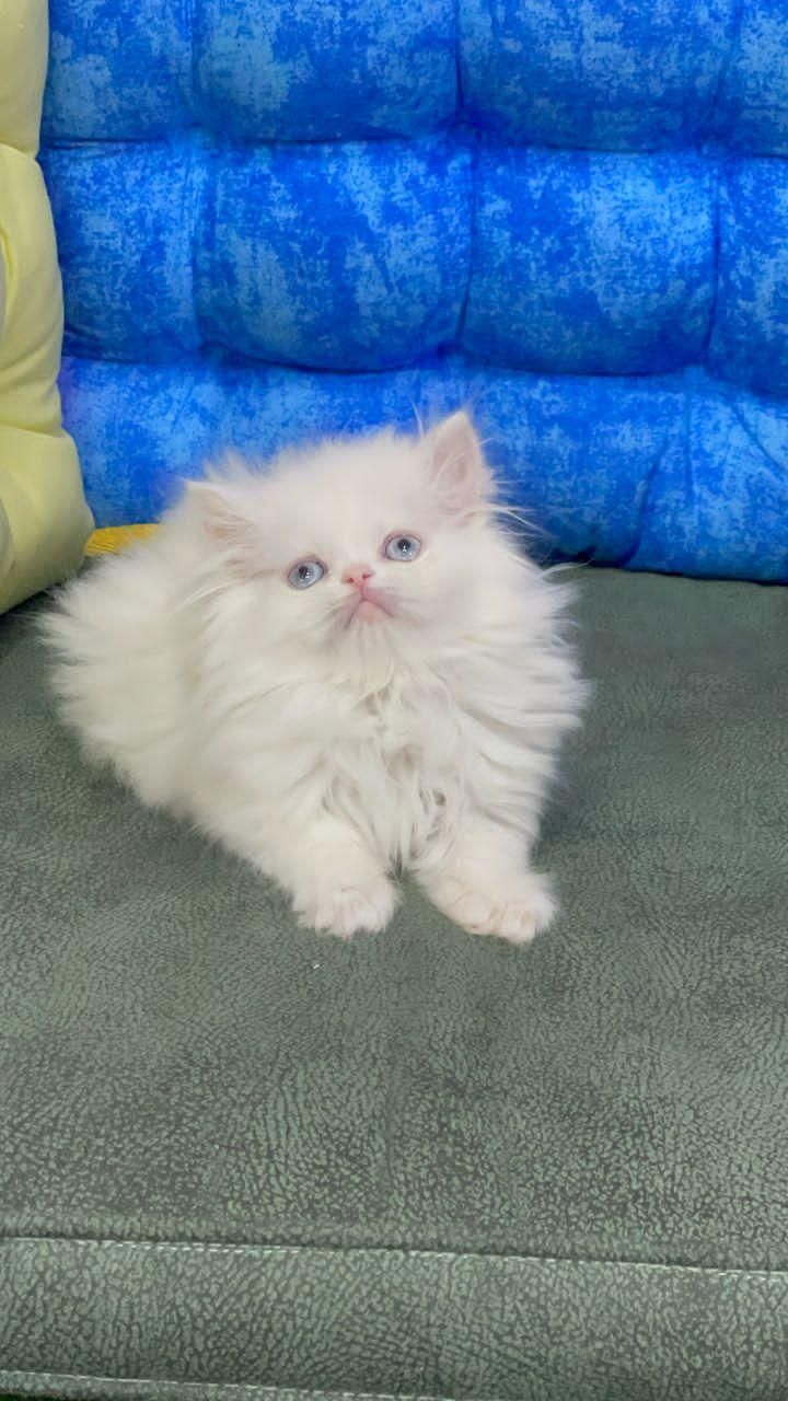 بچه گربه های بی مانند|گربه|اهواز, کوی باهنر|دیوار