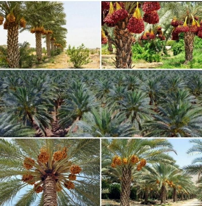 مازندران فونیکس نخل پالم|خدمات باغبانی و درختکاری|سلمانشهر, |دیوار