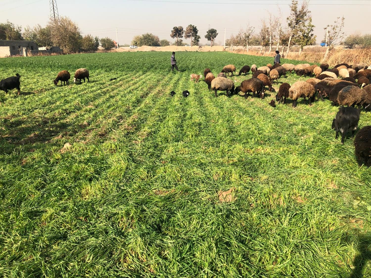 ده هزار زمین بر اتوبان اصلی|فروش دفتر صنعتی، کشاورزی، تجاری|باقرشهر, |دیوار