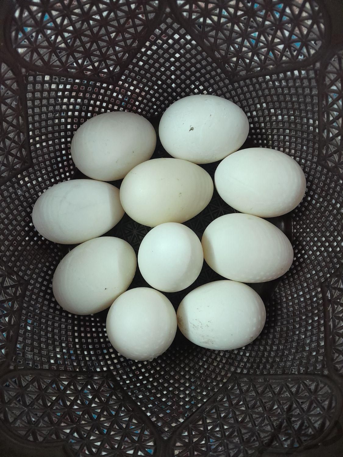 تخم اردک مشکی|حیوانات مزرعه|مشهد, گلشور|دیوار