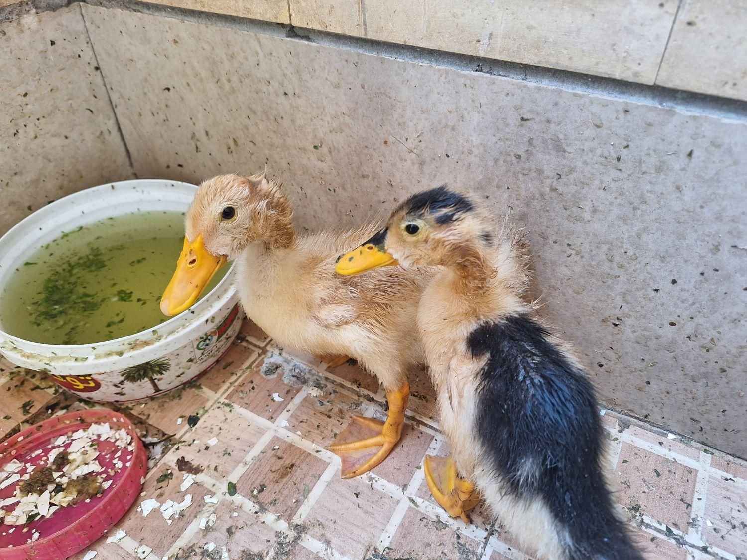 اردک خانگی|پرنده|اصفهان, عسگریه|دیوار