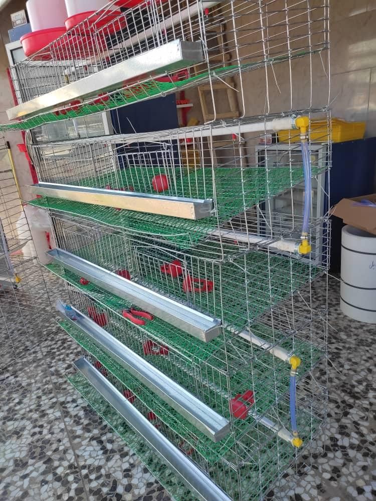 قفس و سبد حمل مرغ و بلدرچین|لوازم جانبی حیوانات|یزد, |دیوار