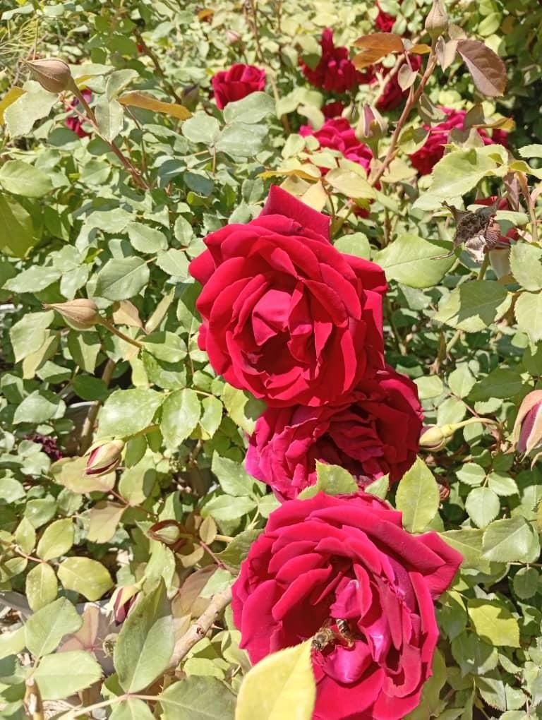 null