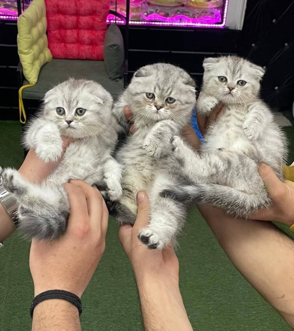 بچه گربه های خوجل موجل|گربه|کرج, باغستان|دیوار